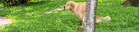 Chien constipé : pourquoi votre chien est constipé ? Que faire ? les remèdes de grand-mère