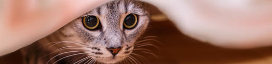 Changement de comportement soudain chat : pourquoi et que faire ?