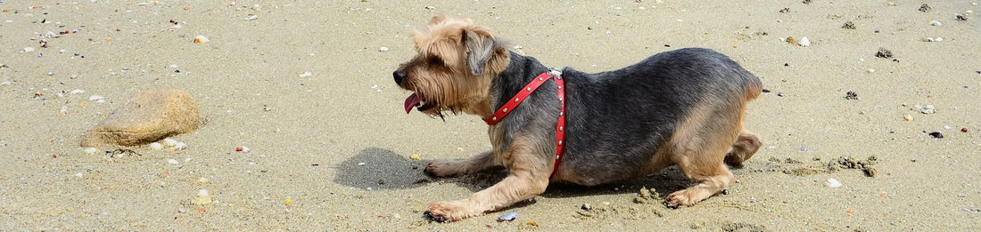 Pourquoi mon chien a du mal à se lever et à marcher ?