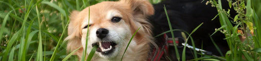 Pourquoi mon Chien Mange de l’Herbe ? Pour quelles raisons ?