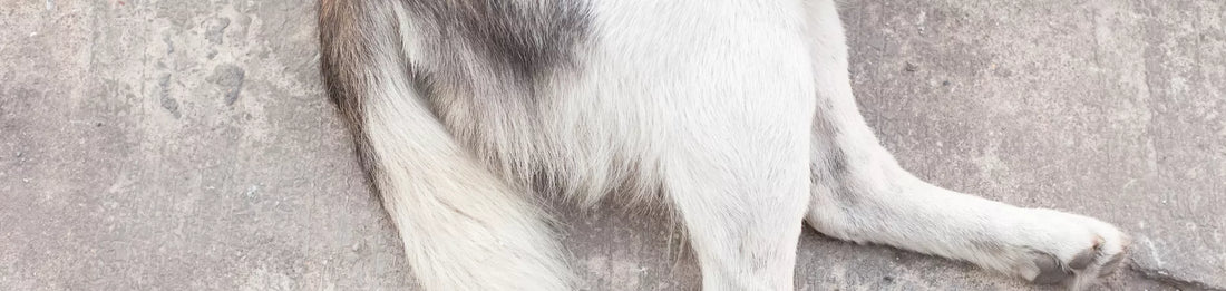 Pattes arrières qui flanchent chez le chien : quelles sont les causes et les solutions ?