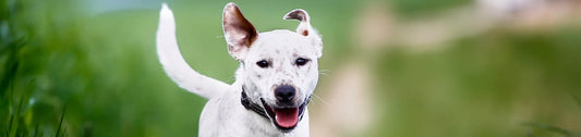 Vers dans les selles du chien : des parasites intestinaux à risque pour la santé du chien