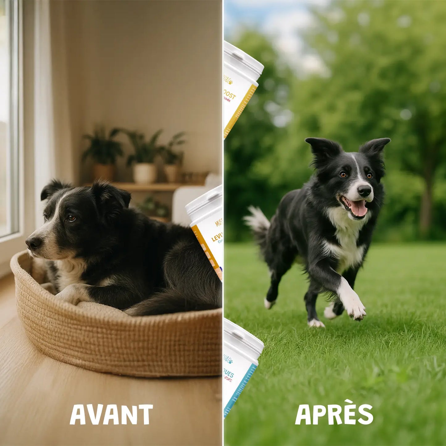 pack découverte