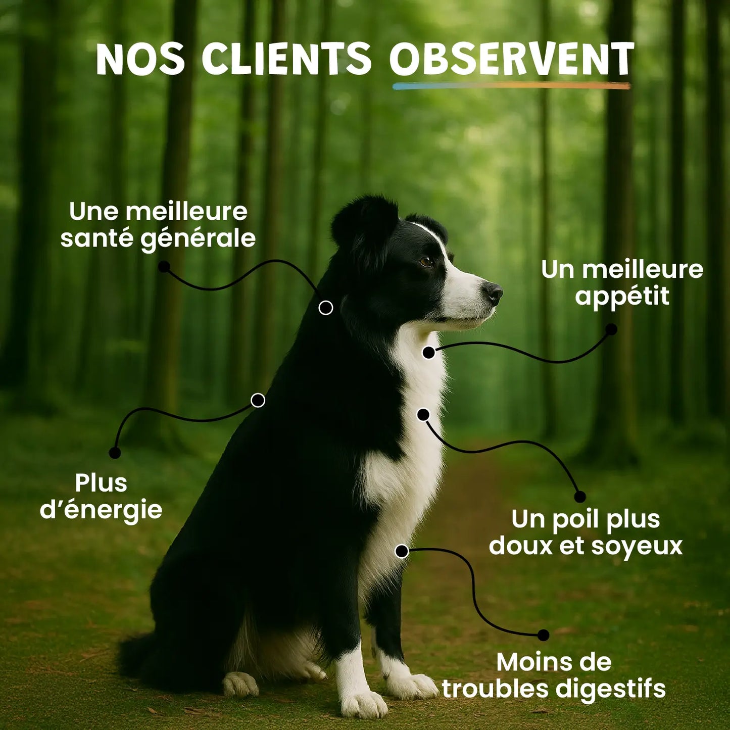 pack découverte