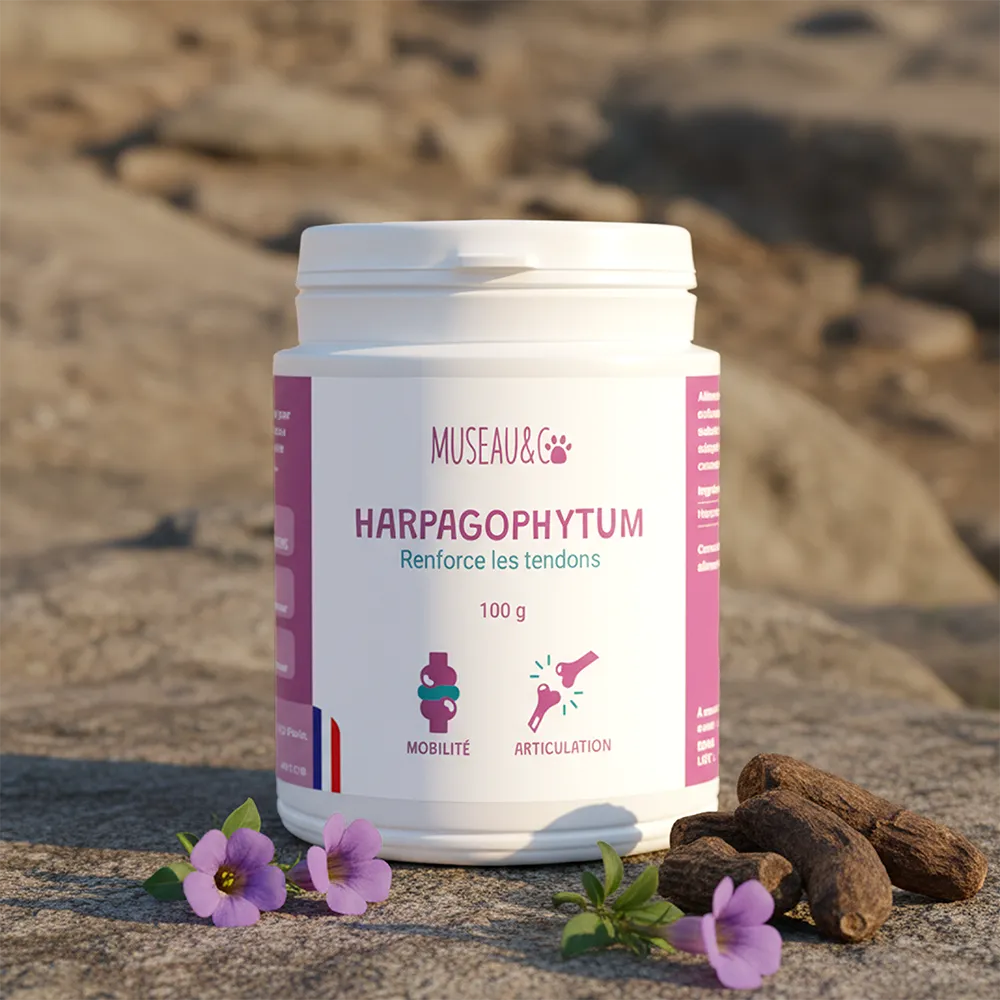 Harpagophytum