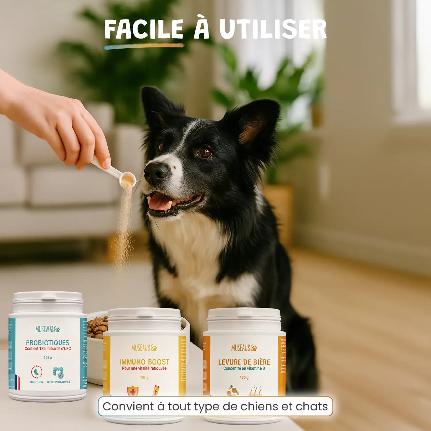 pack découverte