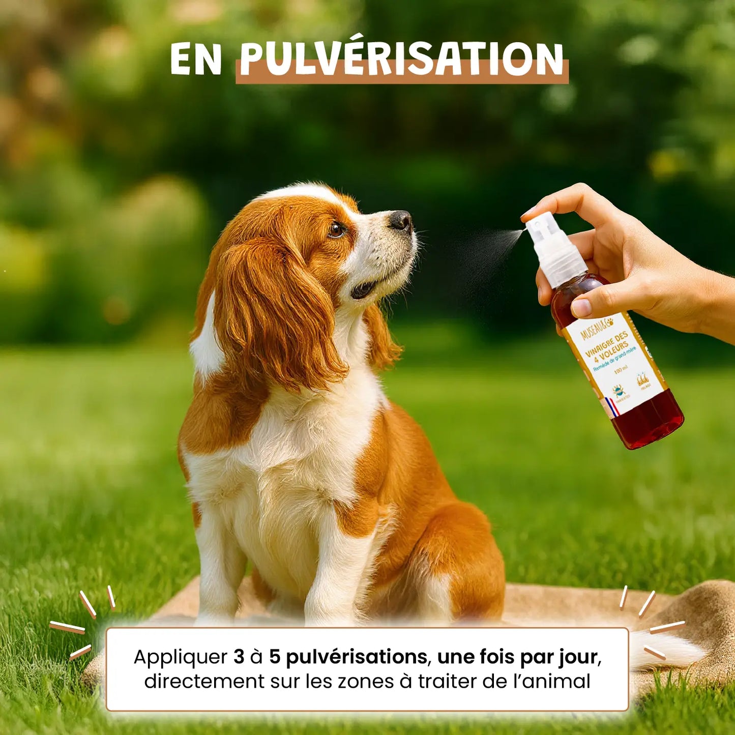 Vinaigre des 4 voleurs
