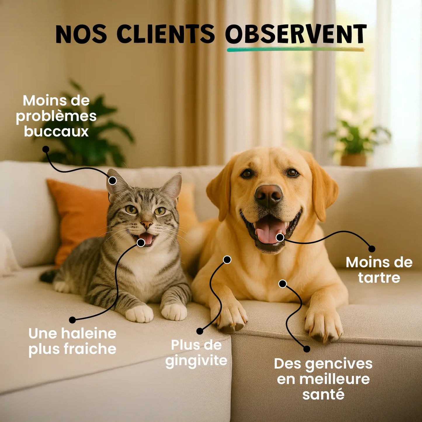 pack smile d'enfer