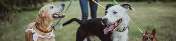 Douleurs articulaires chez le chien : faut-il promener son chien qui souffre d’arthrose ?