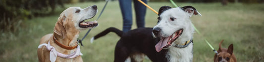 Arthrose du Chien et Promenade : Conseils et Précautions 2026