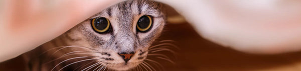 Changement de comportement soudain chat : pourquoi et que faire ?