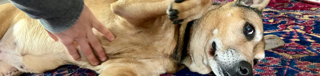 Mon Chien a le Ventre qui Gargouille : Calmer les gargouillis