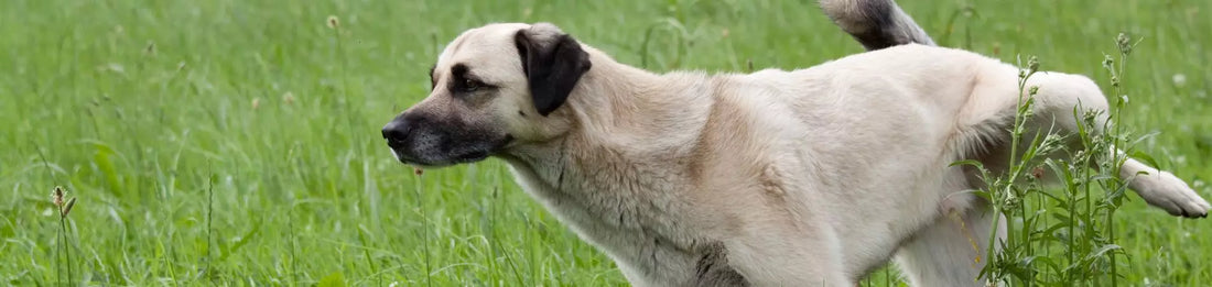 Combien de temps un chien peut rester sans uriner ?