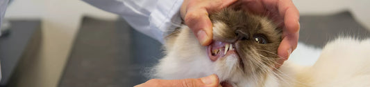 La gingivite du chat : traitement naturel et remède de grand-mère