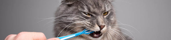 Mon chat pue de la gueule : Mauvaise haleine et Remède Naturel