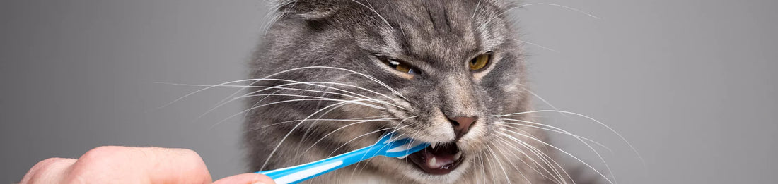 Mon chat pue de la gueule : Mauvaise haleine et Remède Naturel