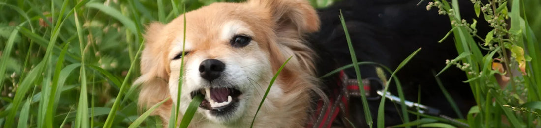 Pourquoi mon Chien Mange de l’Herbe ? Pour quelles raisons ?