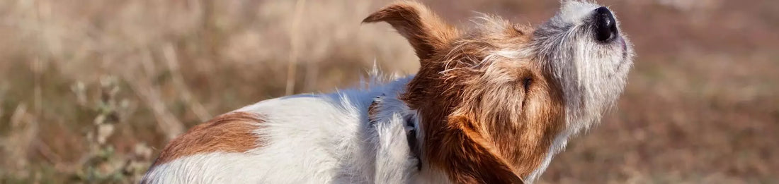 Prurit du chien : Causes, symptômes et traitements naturels