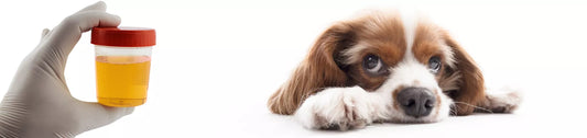 Sang dans les urines du chien : que faire ? Traitement ?