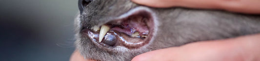La Stomatite du Chat : Une infection de la bouche du chat