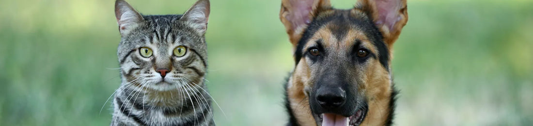 Vermifuge Naturel pour Chien et Chat : Remède de grand-mère