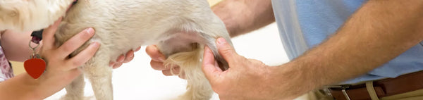 Anti-Inflammatoire Naturel Chien : 6 Remèdes Efficaces en 2026