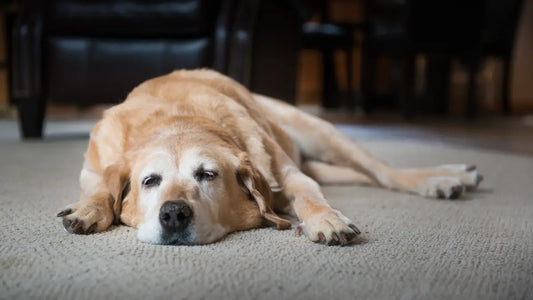 Pattes arrières qui flanchent chez le chien : Causes & Solutions 2026