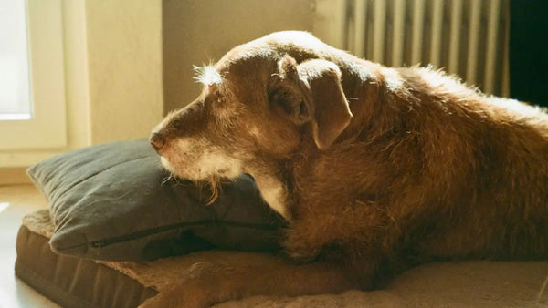 Mon Chien a du Mal à se Lever et Marcher : Causes & Solutions