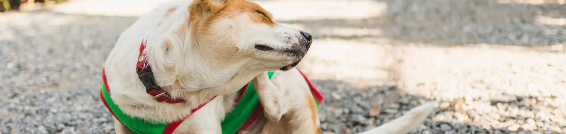 Démangeaison chien : pourquoi mon chien se gratte beaucoup ?