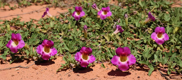 Harpagophytum