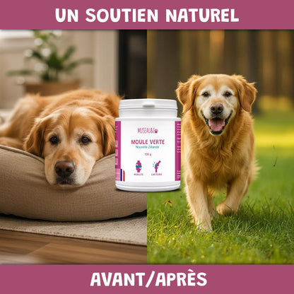 Moule Verte