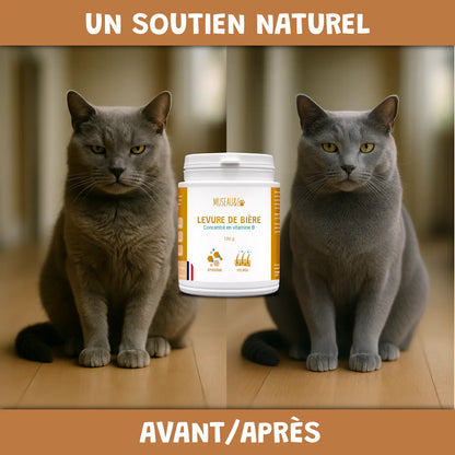 Levure de bière