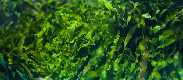 Ascophyllum nodosum