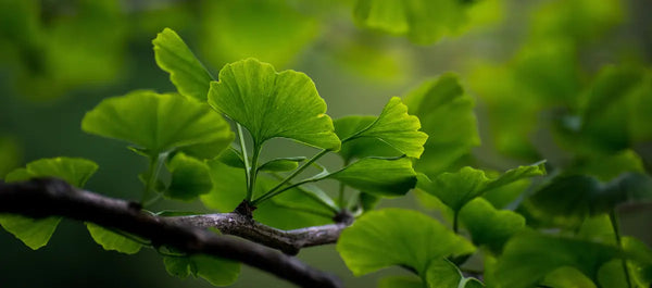 Ginkgo