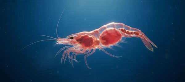 Krill