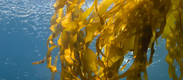 Kelp