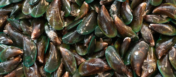 Moule verte