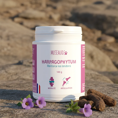 Harpagophytum