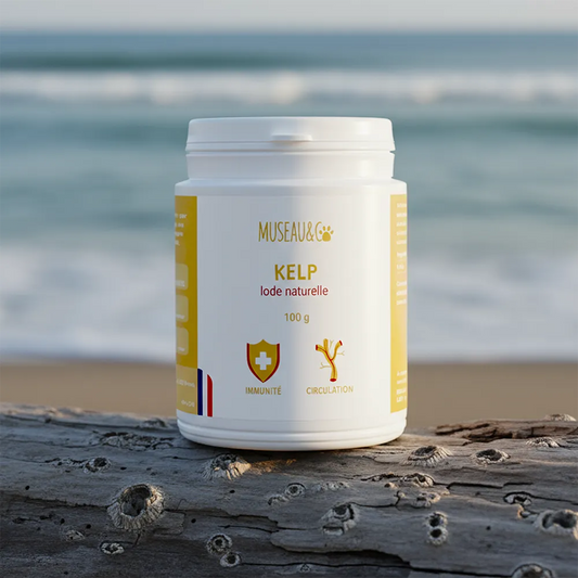 Kelp