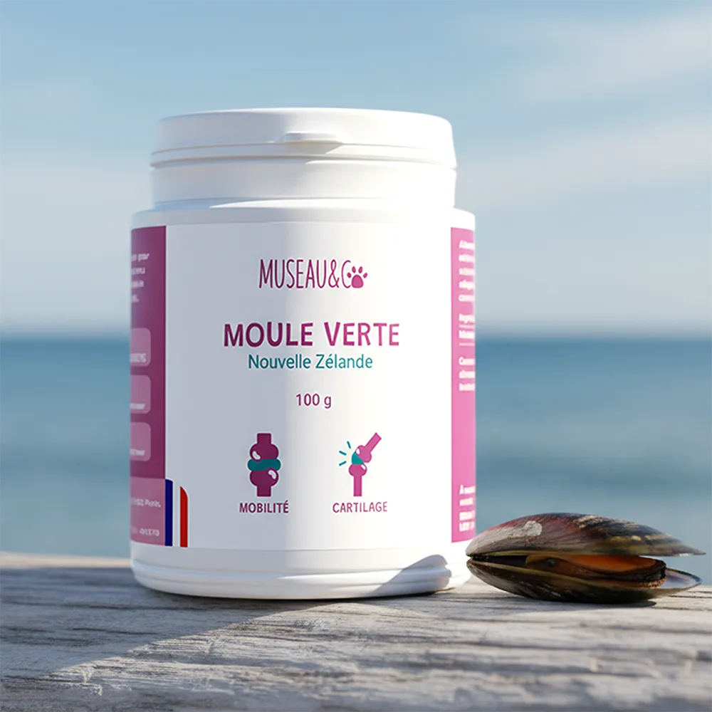 Moule Verte
