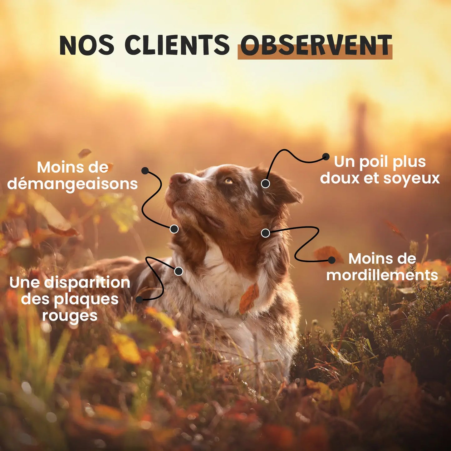 Argent Colloïdal 20ppm