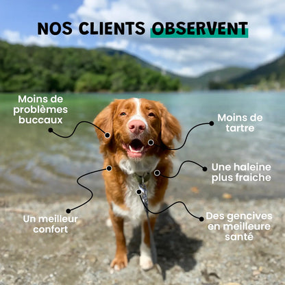Dental Clean