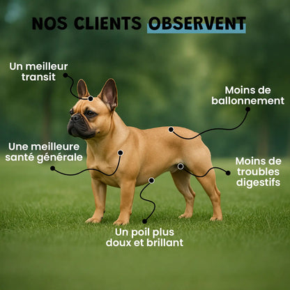 Probiotiques