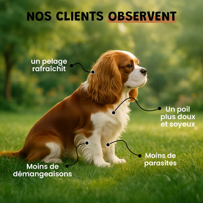 Vinaigre des 4 voleurs