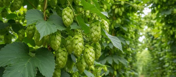 Houblon