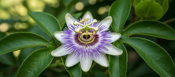Passiflore