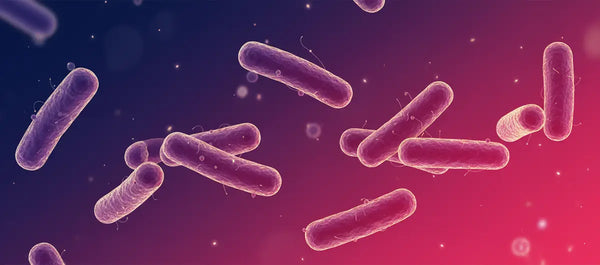 Lacticaseibacillus
