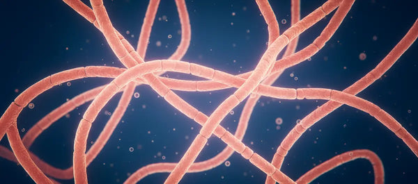 Lactobacillus
