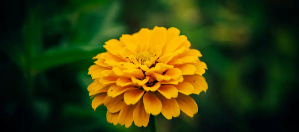 Soucis fleur