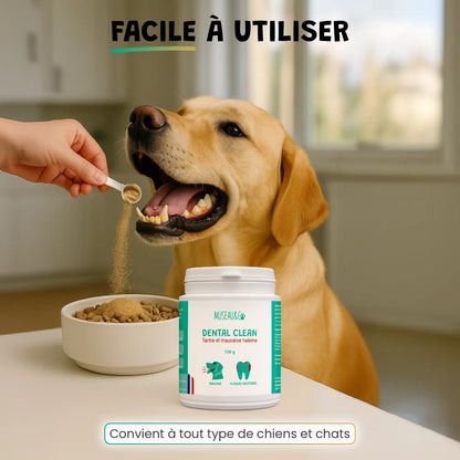 pack smile d'enfer